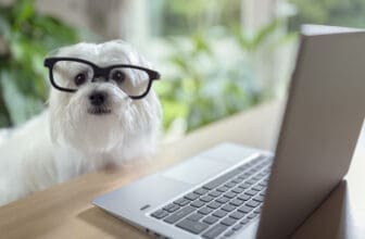 Hund mit Laptop und Brille aufgesetzt