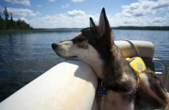 Hunde Schwimmweste