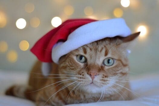 Katze mit Weihnachtsmütze auf dem Kopf liegt auf Decke