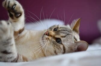 Katze mit blauen Augen liegt