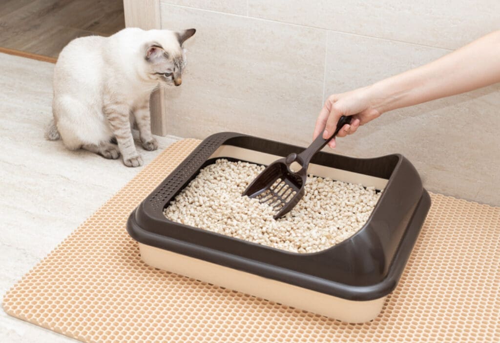 Katzenklo als Gesundheitsbarometer Was der Kot deiner Katze über ihre Gesundheit verrät