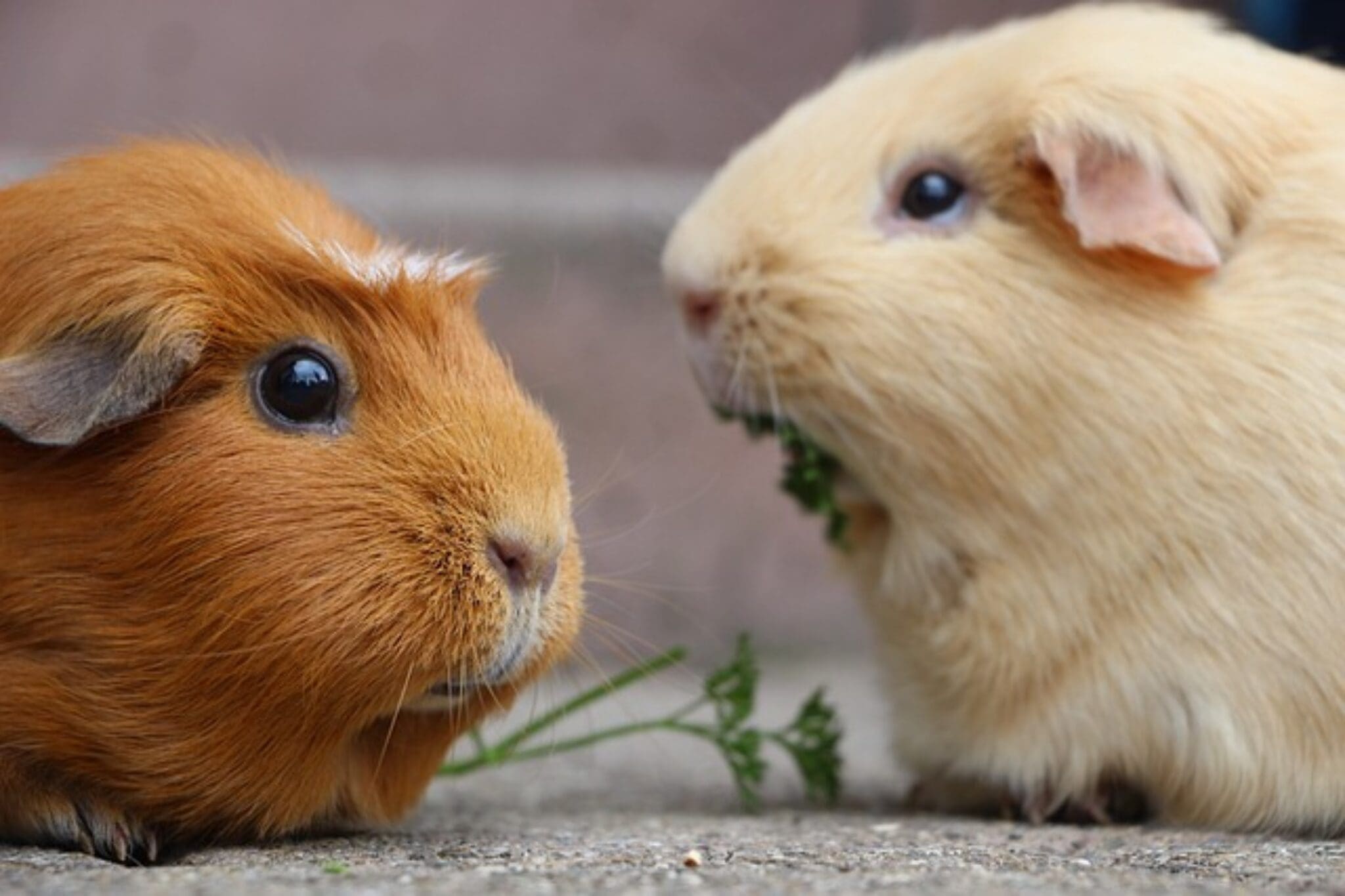 Dürfen Meerschweinchen Radieschen essen? tierfalt.de