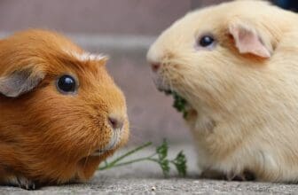 Meerschweinchen zu zweit