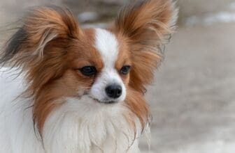 Papillon Hunderasse