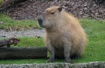 Capybara sitzt im Gras