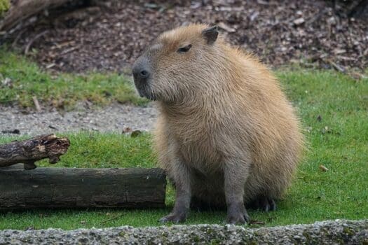 Capybara sitzt im Gras