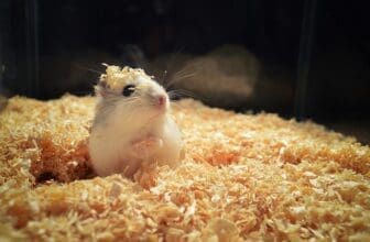Hamster in Streu