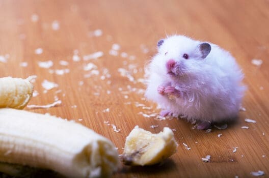 Hamster isst Banane