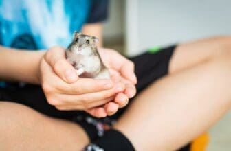 Hamster sitzt in einer Hand