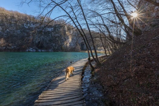 Hund am Plitvicer See