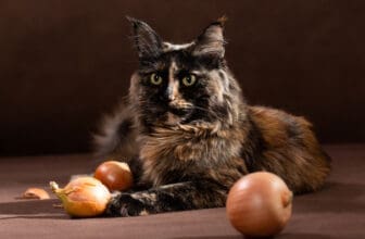 Katze Zwiebel essen