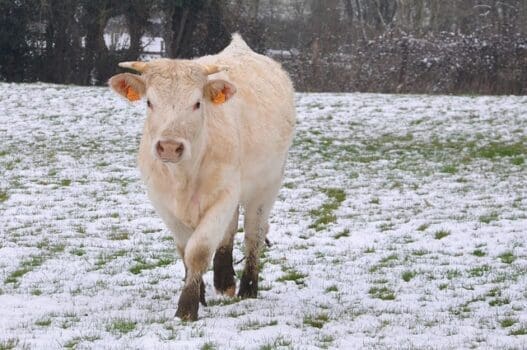 Kuh auf der Weide im Winter