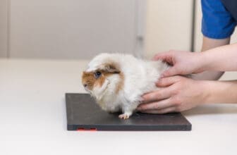 Meerschweinchen auf Waage