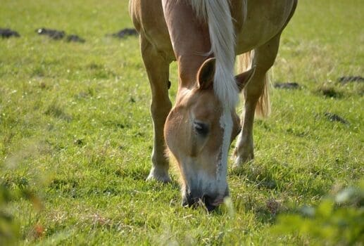 Pferd auf der Weide isst Gras