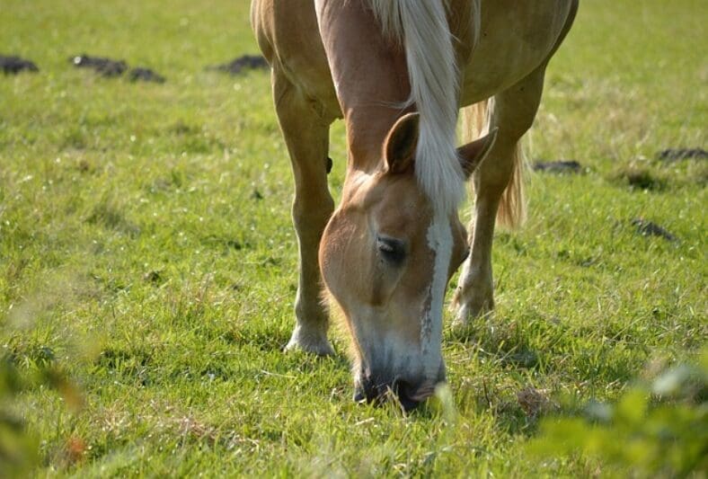 Dürfen Pferde Bananen essen? tierfalt.de