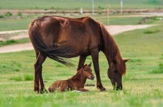 Pferd mit Baby auf der Wiese