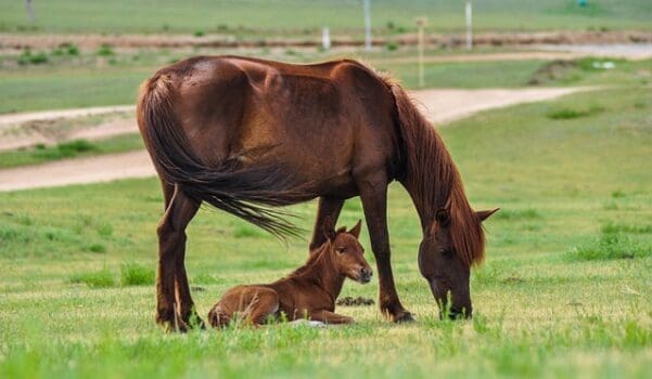 Pferd mit Baby auf der Wiese