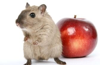 Rennmaus Apfel