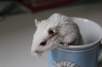 Rennmaus in der Tasse