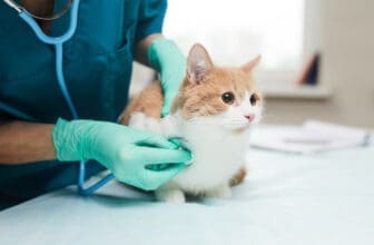 Tierarzt untersucht Katze