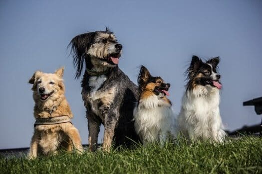 Vier Hunde auf der Wiese