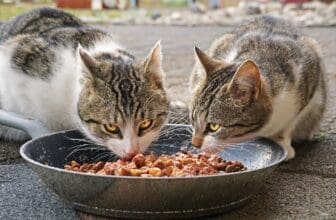 Zwei Katzen am Napf futtern