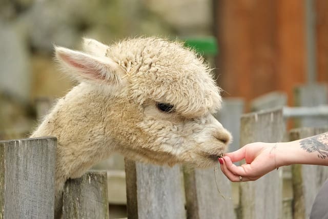 D rfen Alpakas pfel essen tierfalt.de