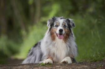 Australian Shepherd liegend