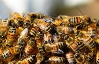 Bienen tummeln sich