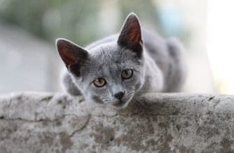 Britisch Kurzhaar Katze