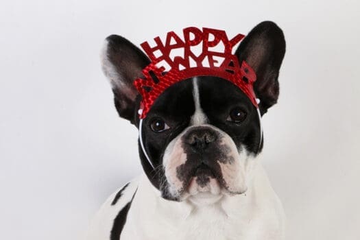 Bulldogge Happy New Year