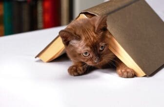 Burma Katze