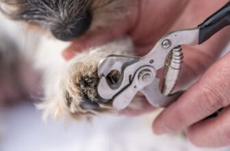 Hund Krallen schneiden