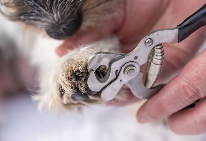 Gesunde Pfoten: Wie du die Krallen deines Hundes schneiden solltest 