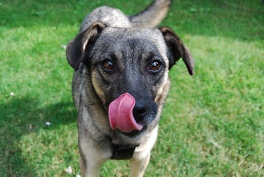 Hund leckt sich mit langer Zunge