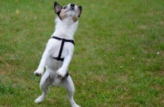 Hund macht lustiges Männchen