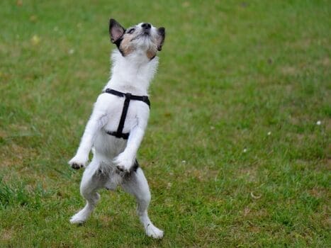 Hund macht lustiges Männchen