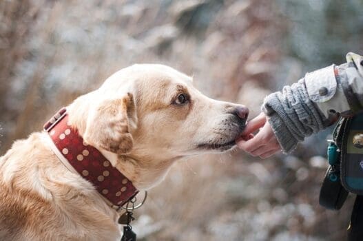 Hund wird gefüttert