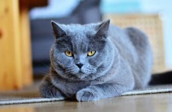 Kartäuser Katze