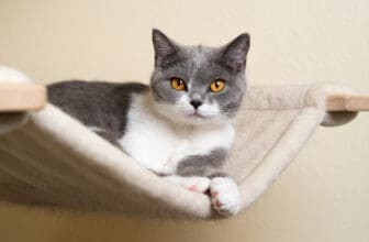 Katze liegt in Ihrer Hängematte
