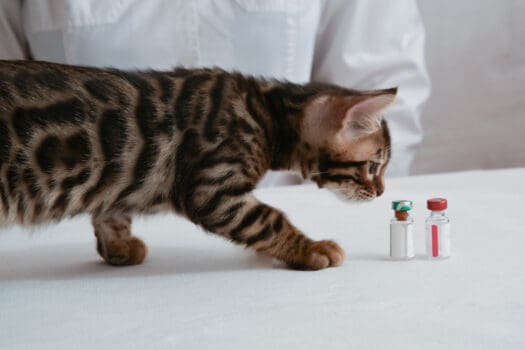 Katze schnuppert an Impfdosis