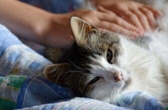 Katze wird gestreichelt