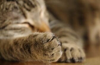 Katzenpfote