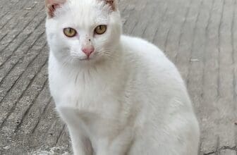 Khao Manee Katze