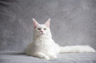 Maine Coon Katze