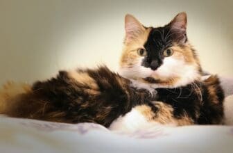 Manx Katze