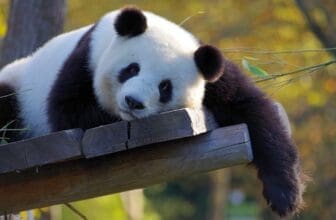 Panda ruhigt sich auf Baum aus