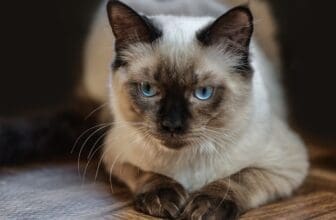Ragdoll Katze liegend
