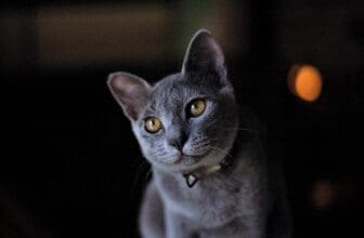 Russisch Blau Katze