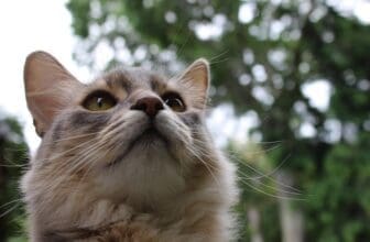 Somali Katze
